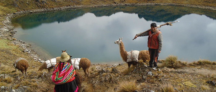 Indigenous Community Herding Alpaca