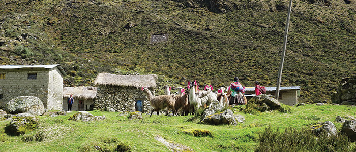 Alpaca Herding Community in Andes