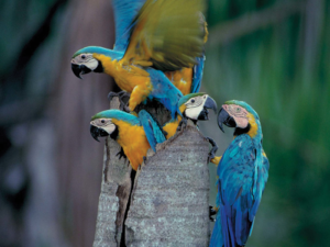 Blue Throated Macaw