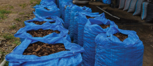 bags of brazil nuts