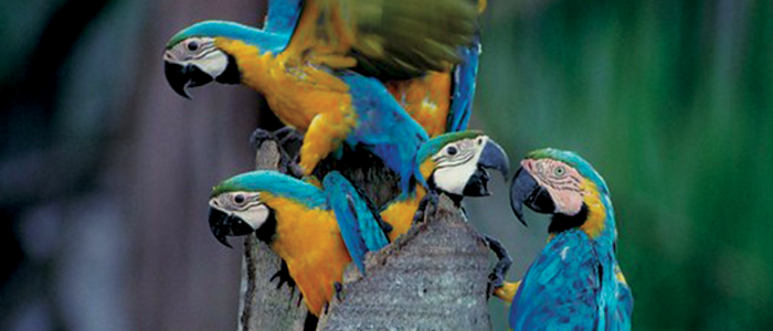 macaws