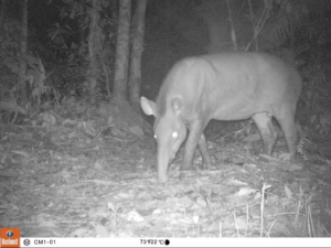 Tapir Camera Trap