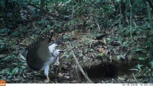 Camera trap photo of eagle