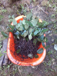 Just arrived rosewood (Aniba roseadora) seedlings being prepared to plant in temporary bags.