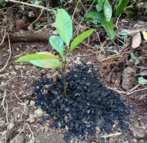 Rosewood seedling with biochar