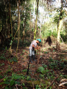 Team member planting rosewood seedling