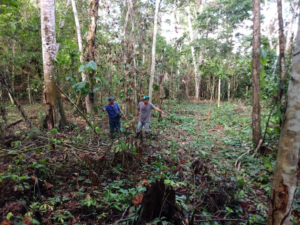 Our team preparing the Rosewood restoration area