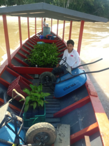 Rosewood seedlings being transported by river