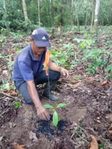 Team member planting rosewood seedling