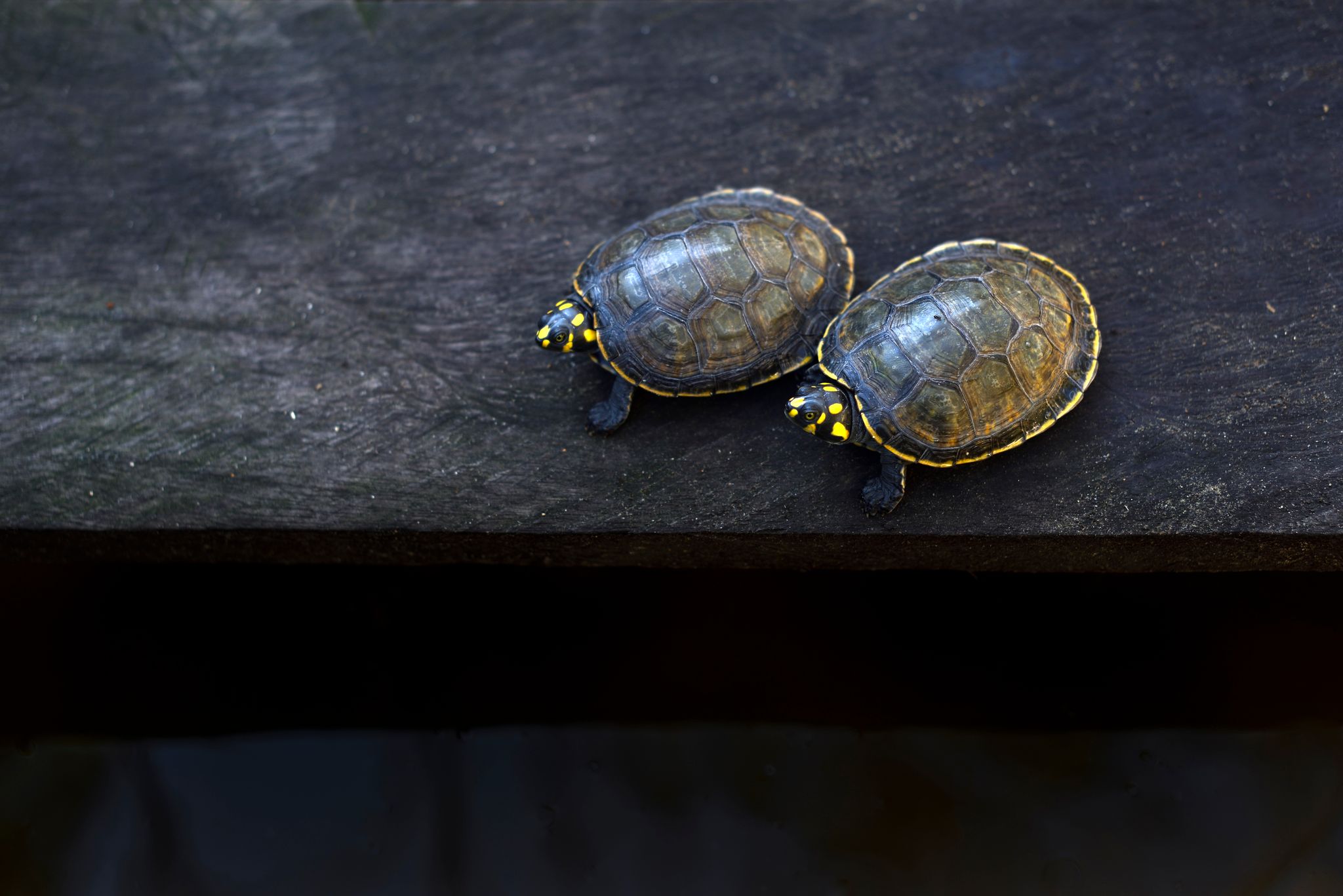 Photo of Two Yellow-spotted river turtles (Podocnemis unifilis)