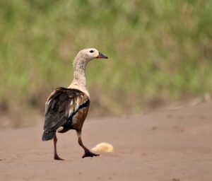 Photo of Orinoco Goose