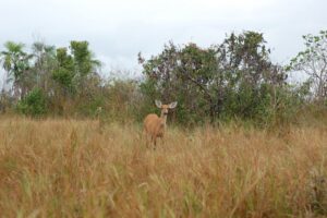 Photo of Bolivia: Marsh deer