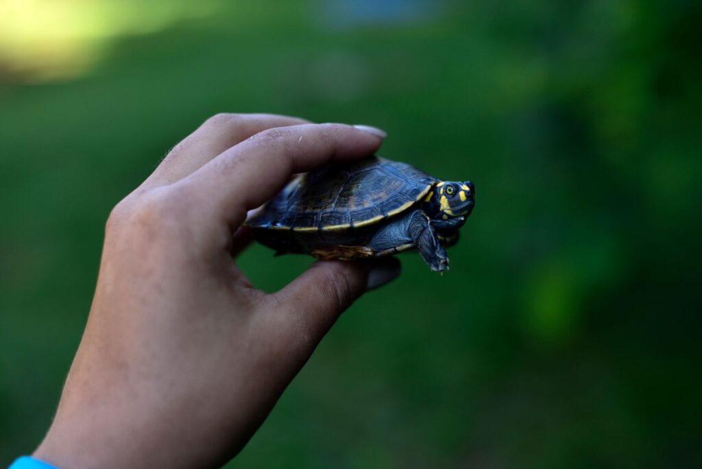 Photo of Yellow-spotted river turtle (Podocnemis unifilis)