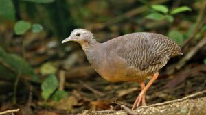 Photo of tinamou