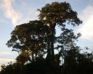 Brazil nut tree