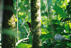 Woodcreeper bird