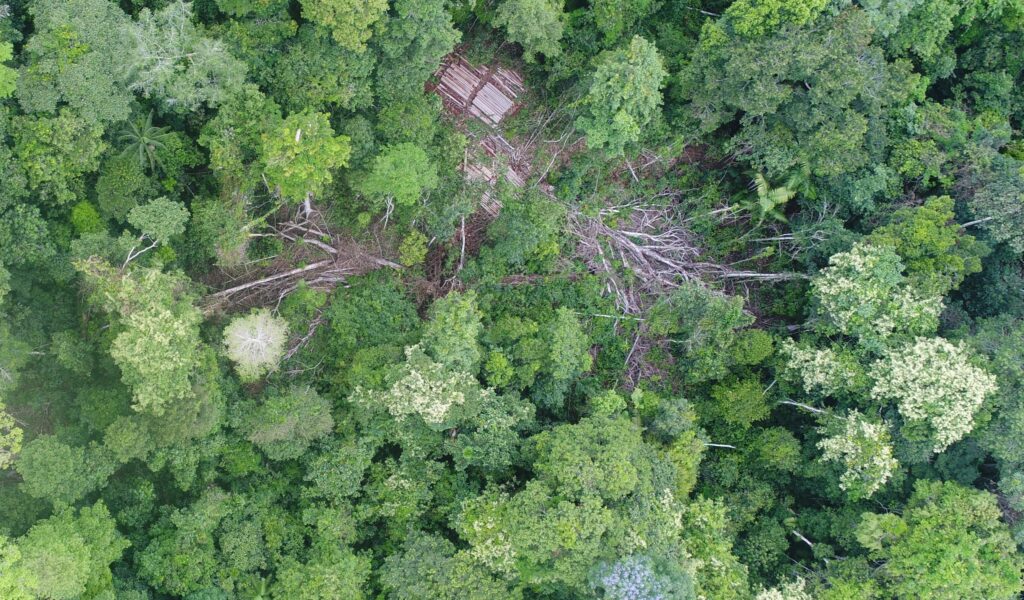 Case A. Illegal logging in the Los Amigos Conservation Concession, identified with drone overflight. Source: ACCA.