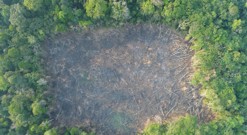 Case D. Deforestation in the “Sara Hurtado Orozco B” Chestnut Forest Concession. Source: ACCA.