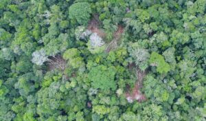 Case A. Illegal logging in the Los Amigos Conservation Concession, identified with drone overflight. Source: ACCA.