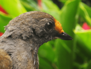 Rufous-fronted antthrush