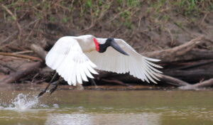 Photo of a Jabiru by Sean Williams