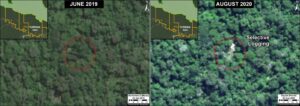 The identification of illegal logging between June 2019 (left panel) and August 2020 (right panel). Click to enlarge. Data: Maxar, Planet, MAAP.