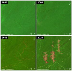 Time series of satellite images ranging from 1985 to 2020 that shows that the major deforestation in the area began with the Mennonite intervention.