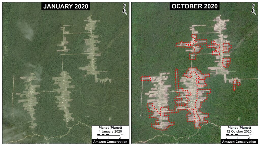 Deforestation between January 2020 (left panel) and October 2020 (right panel), associated with the Mennonite colony Tierra Blanca 1. Data: Planet, MAAP. Click to enlarge.