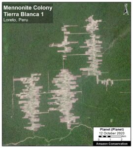 Recent deforestation associated with the Mennonite colony Tierra Blanca 1, in Loreto, Peru. Data: Planet