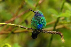 Sparkling Violetear photo by Trond Larsen taken at Wayqecha