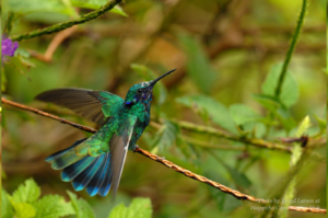 Sparkling Violetear photo by Trond Larsen taken at Wayqecha