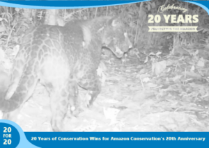 Melanistic jaguar as part of 20 for 20 Years of Conservation Wins by Amazon Conservation