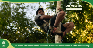 Acai harness as a part of the sustainable forest products program by Amazon Conservation,part of 20 for 20 Years of Conservation Wins by Amazon Conservation