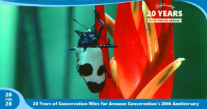 Discovery of 1,000 new beetles as a part of the sustainable forest products program by Amazon Conservation,part of 20 for 20 Years of Conservation Wins by Amazon Conservation