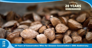 Brazil Nuts as part of 20 for 20 Years of Conservation Wins by Amazon Conservation