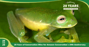 Photo of Glass Frog Discovered At Wayqecha by Amazon Conservation,part of 20 for 20 Years of Conservation Wins by Amazon Conservation