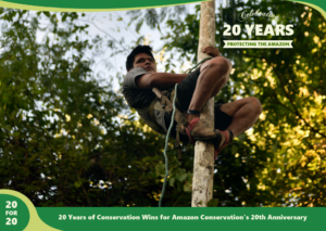 Acai harness as a part of the sustainable forest products program by Amazon Conservation,part of 20 for 20 Years of Conservation Wins by Amazon Conservation