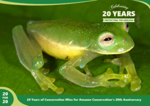 Photo of Glass Frog Discovered At Wayqecha by Amazon Conservation,part of 20 for 20 Years of Conservation Wins by Amazon Conservation