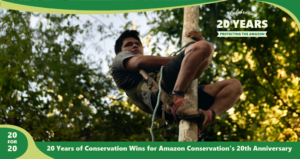 Acai harness as a part of the sustainable forest products program by Amazon Conservation,part of 20 for 20 Years of Conservation Wins by Amazon Conservation