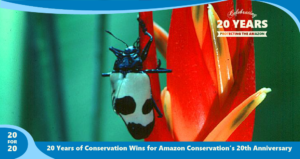 Discovery of 1,000 new beetles as a part of the sustainable forest products program by Amazon Conservation,part of 20 for 20 Years of Conservation Wins by Amazon Conservation