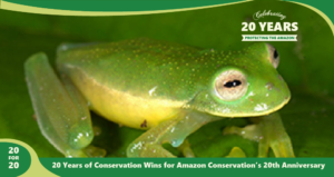 Photo of Glass Frog Discovered At Wayqecha by Amazon Conservation,part of 20 for 20 Years of Conservation Wins by Amazon Conservation