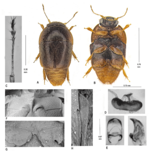 Phytotelmatrichis osopaddington beetle species discovered by Caroline Chaboo