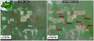 Zoom A. Deforestation in the Brazilian Amazon (Amazonas state) of 3,400 hectares between April (left panel) and November (right panel) 2020. Data: ESA, Planet.