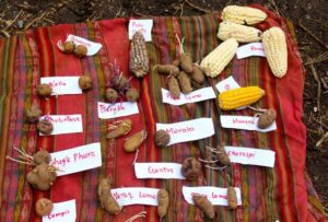 vegetables in marcapata ccollana agrobiodiversity zone