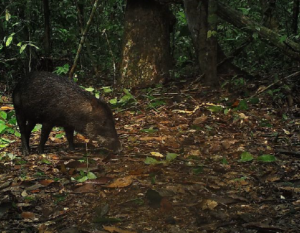 Camera trap photo of a white lipped peccary by Amazon Conservation