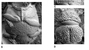 Image of Numa Carmen beetle discovered at Amazon Conservation's Villa Carmen Biological Station