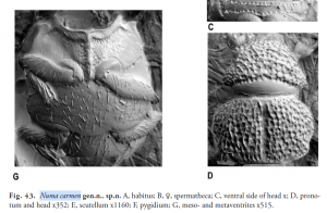 Image of Numa Carmen beetle discovered at Amazon Conservation's Villa Carmen Biological Station