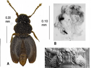 Image of Numa Carmen beetle discovered at Amazon Conservation's Villa Carmen Biological Station