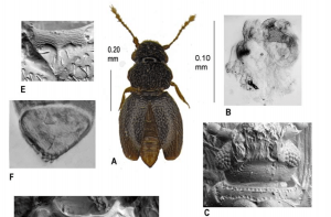 Image of Numa Carmen beetle discovered at Amazon Conservation's Villa Carmen Biological Station