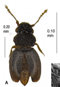 Image of Numa Carmen beetle discovered at Amazon Conservation's Villa Carmen Biological Station